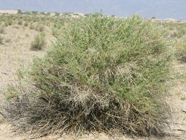 �����̃R�[��