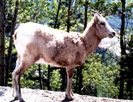 ���΂��̃��M