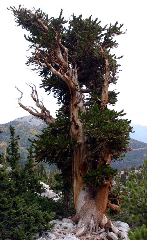 �u���b�X���R�[���p�C��