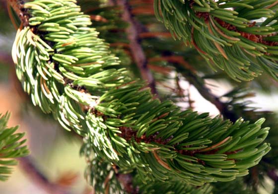 �u���b�X���R�[�l�p�C��