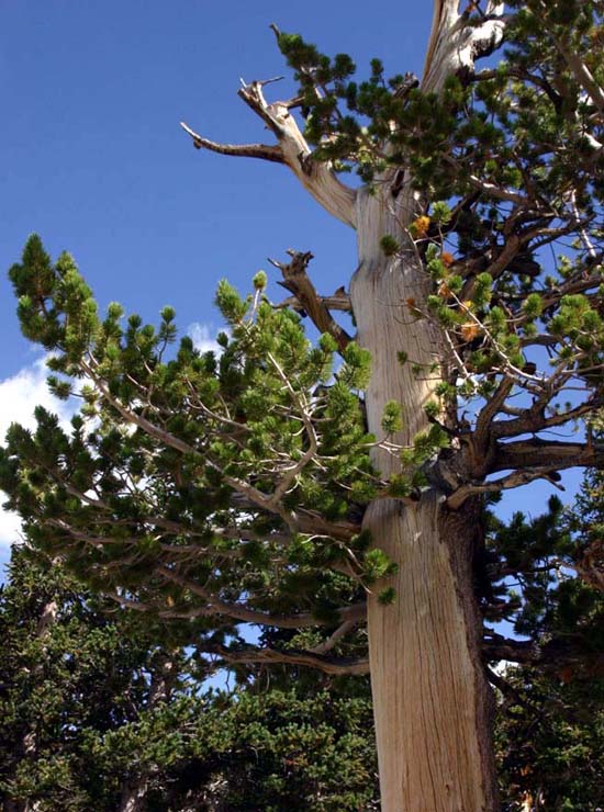 �t���L�V�}�c