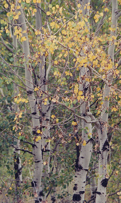 �A�X�y���̎���