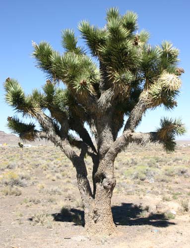 ���V�A�c���[