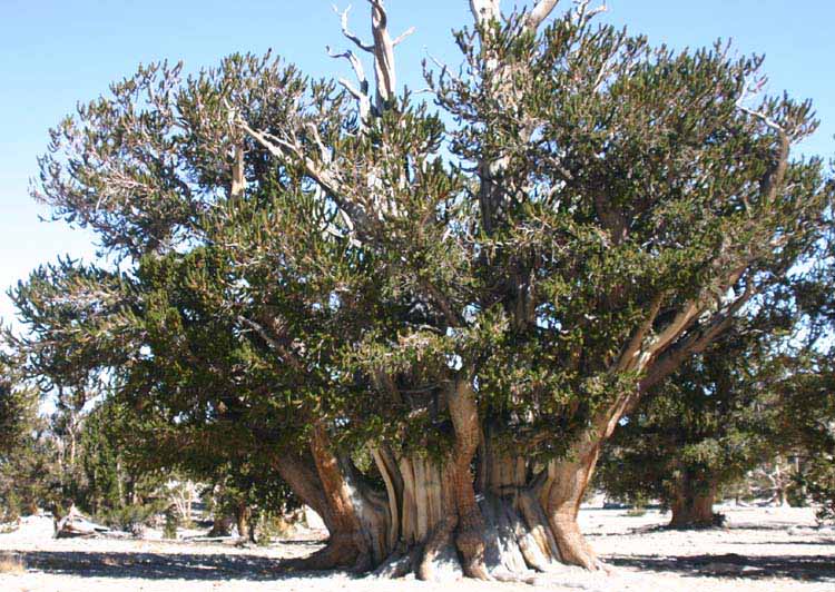 パトリアーチの木