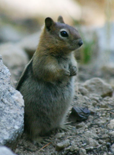 �~���A�[�g���C���Ō��ꂽ���X�N