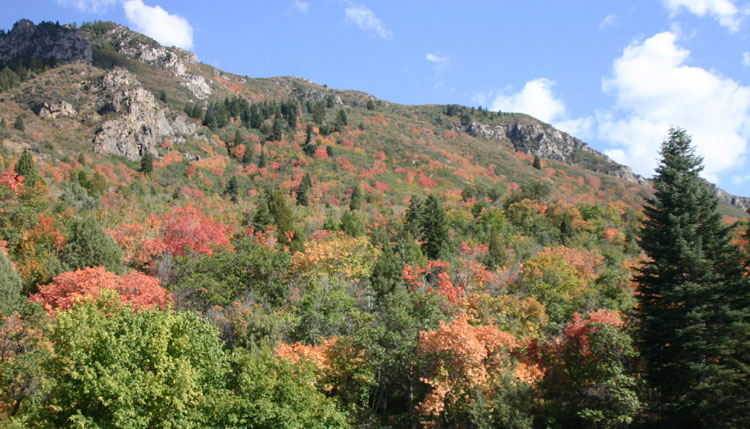 �J�G�f�̍g�t