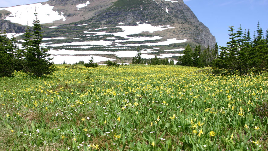グレイシャーリリー