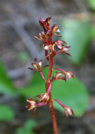 �R�[�������[�g