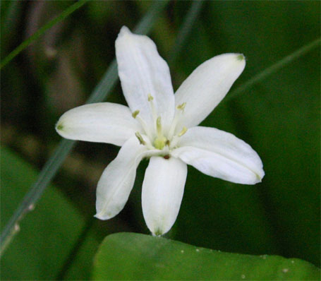 �N�C�[���Y�J�b�v