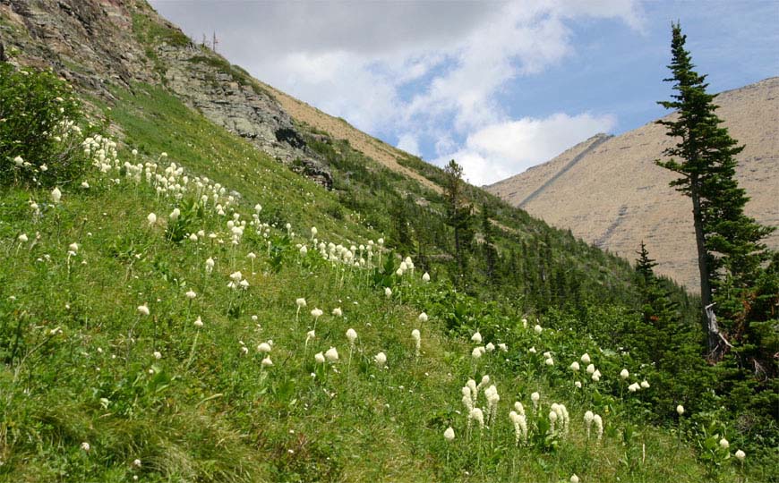 �x�A�[�O���X�̎Ζʓ�