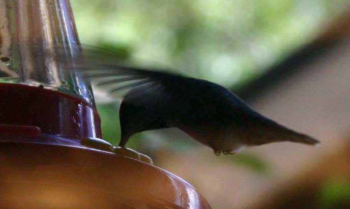 �n�~���O�o�[�h