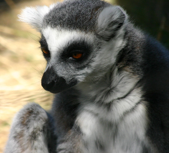 �E�B���[�o���N�쐶��������