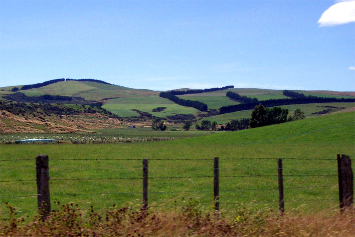 �����̖q��