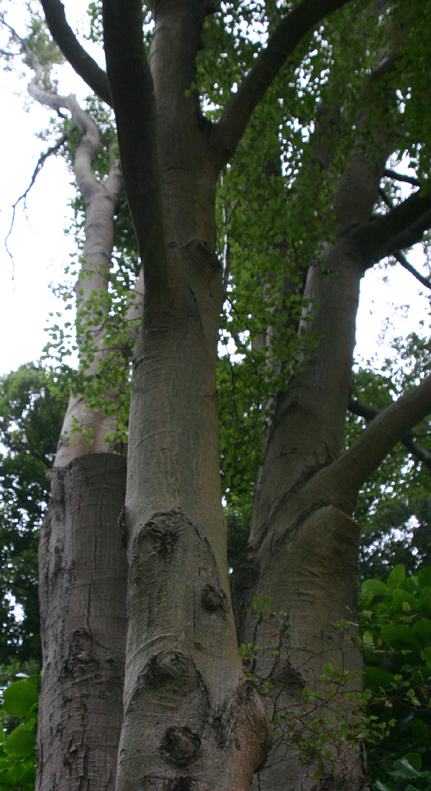 ���b�h�r�[�`