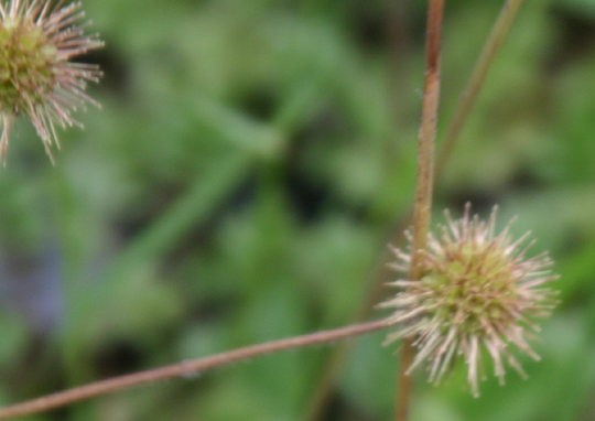 �r�f�B�r�f