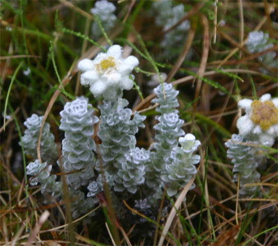 �T�E�X�A�C�����h�G�[�f�����C�X