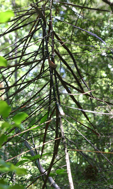 �����X�E�b�h