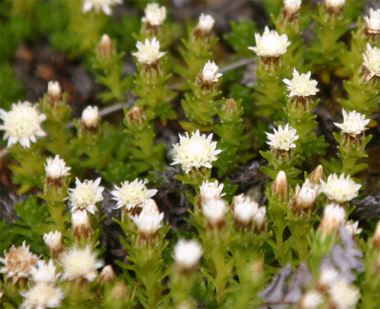 �}�E���e���q�[�r�[