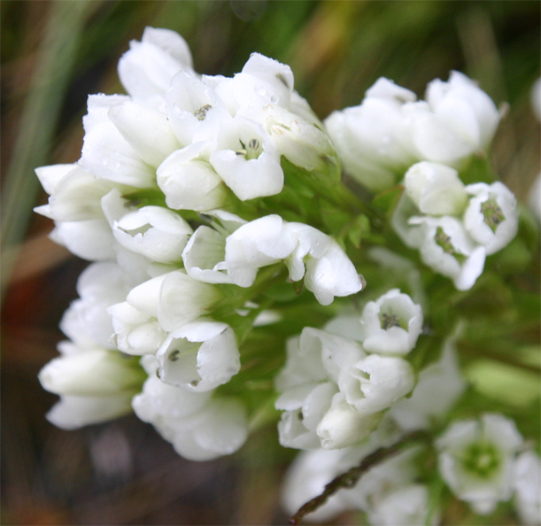 �}�E���e���Q���e�B�A�i