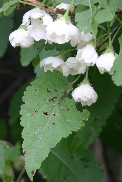 �}�E���e�����{���E�b�h