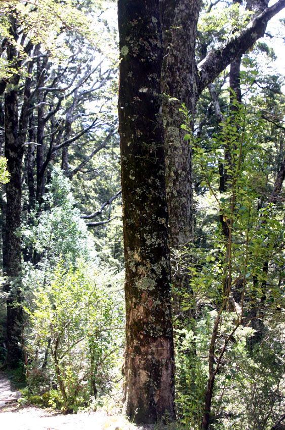 ��Ƀu�i�̐X��