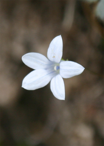 �j���[�W�[�����h�u���[�x��