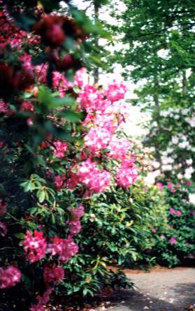 �I���S���B�|�[�g�����h