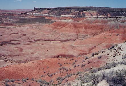 �y�C���e�b�h�f�U�[�g