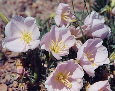 �C�u�j���O�v�������[�Y