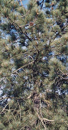 �g���C�p�C��