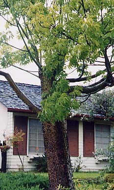 �g�b�N���m�L