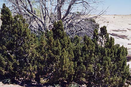 ���^�W���j�p�[