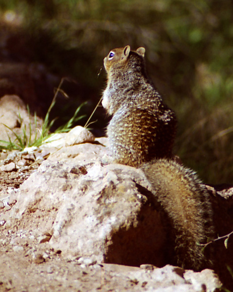 Abert Squirrel