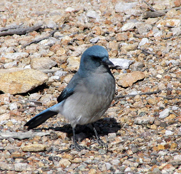 ���L�V�J���W�F�C