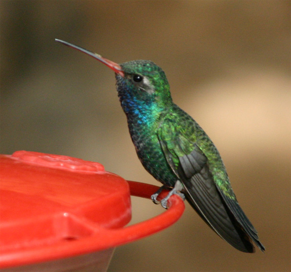 �n�~���O�o�[�h