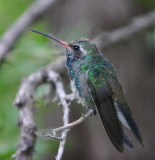 �n�~���O�o�[�h