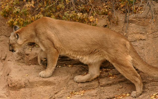 �}�E���e�����C�I��