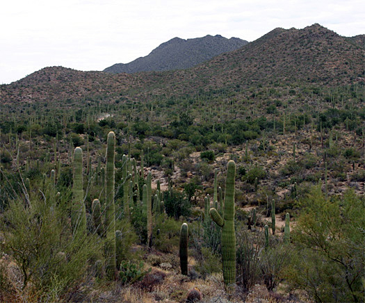 �o���[�r���[�g���C��