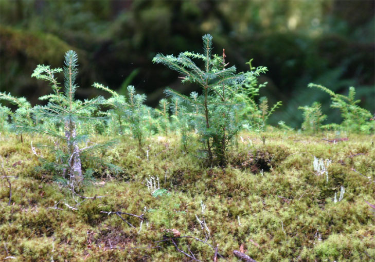 �|�؏�ɍX�V�����t��