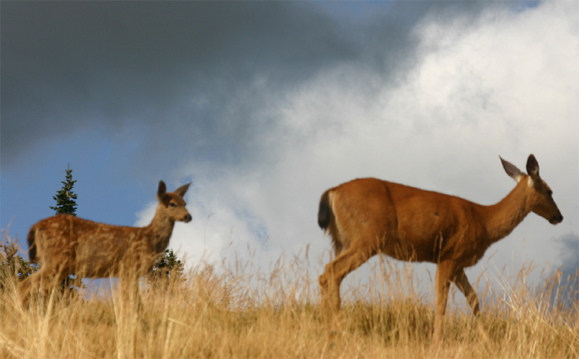 �I�O���W�J