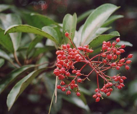 �T���S�W��