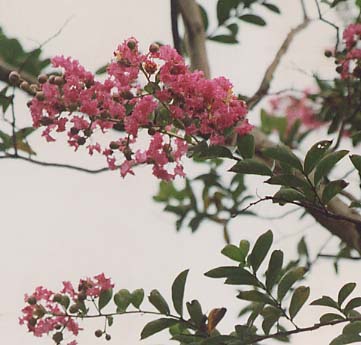 �T���X�x��