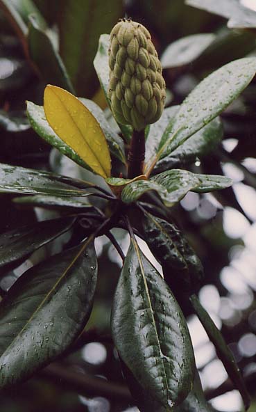 �^�C�T���{�N