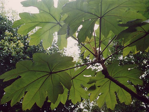 �J�~���c�f