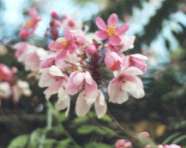 �o���C�����N�Z���i��