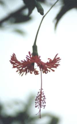 �R�[�����n�C�r�X�J�X