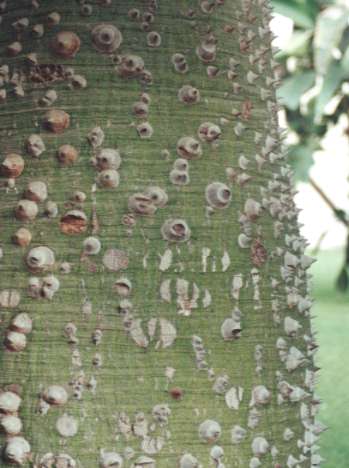 �g�b�N���m�L