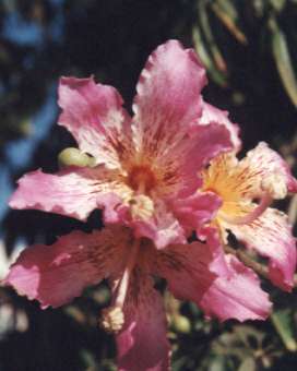 �g�b�N���m�L