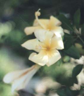 �g�b�N���m�L