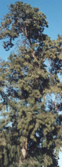 ���N�}�I�E���̖�